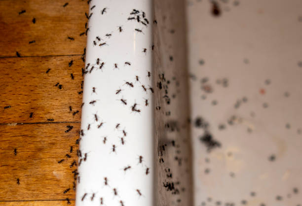 Best Mosquito Control Services  in Milford, NJ