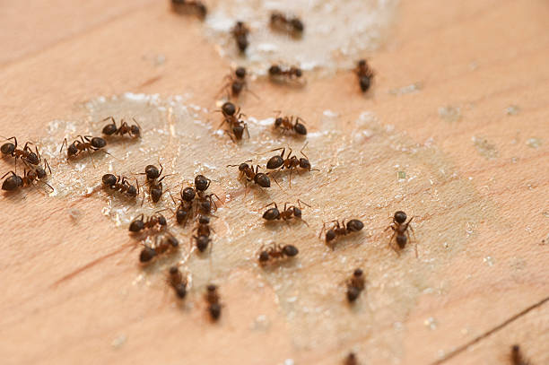Best Cockroach Control Services  in Milford, NJ
