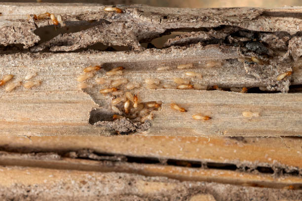 Best Affordable Pest Control Services  in Milford, NJ