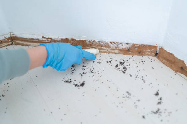 Best Flea Control Services  in Milford, NJ